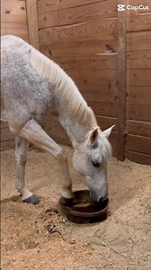 There goes like 20 bucks 😔 #dontflop #horse #fypシ゚viral #horseriding #equestrian #mystik #funny