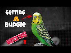 Everything You MUST Know Before Getting a Budgie! 🐦