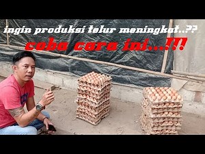 Perbedaan Ayam Petelur Umbaran Dengan Semi Umbaran