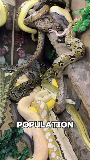 Python Invasion That Won’t Stop