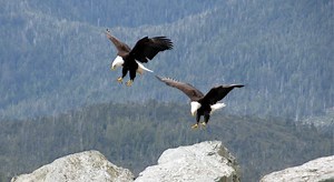 7 Spiritual Meanings Of Two Eagles Flying Together