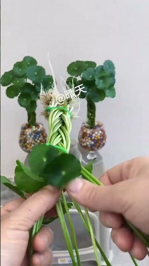 銅錢草兩層小樹造型編織教程！ #銅錢草 #種植小技巧 #養花小知識 #養花人的樂趣