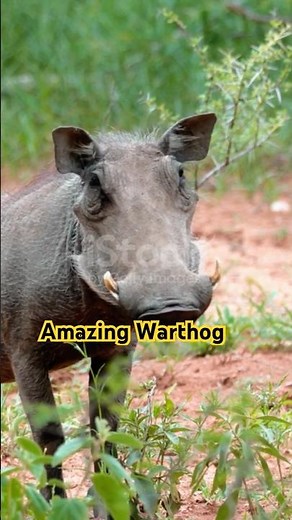 Amazing Warthog Facts | The Brave Pig of Africa