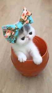 My "kitty" girl | Gifs, Vids & Music Etc