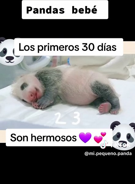 Los primeros 30 días de un panda bebé #panda #pandas #pandasakha #bebe #love