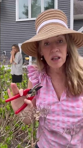 How to prune a Lacecap hydrangea and not kill off all of this year’s new blooms!!!!