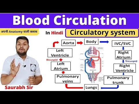 Blood circulation ||Circulatory system in Hindi ||Systemic and pulmonary circulation|| Nursing, NEET