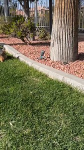 3.1K views · 75 reactions | Cute dog chases road runner  This video was produced by Network Media and Life with Alexa | Laugh Attack Pranks | Facebook