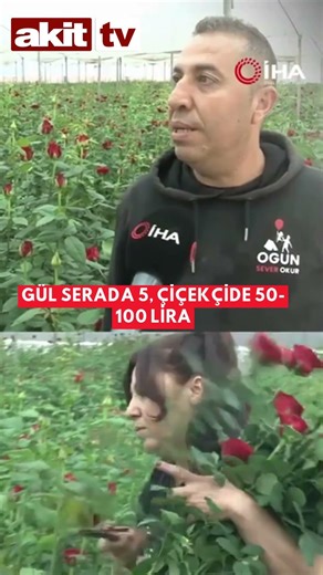 Gül serada 5, çiçekçide 50-100 lira #Haber #Gündem