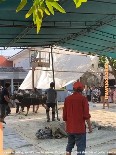 Kumpulan Video Sapi Ngamuk dan Lucu