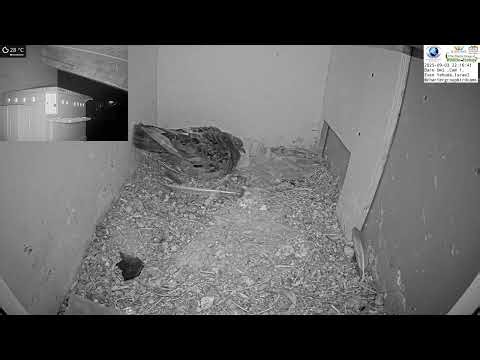 Barn Owl Shocked to Find Pigeons in Its Nest Box!