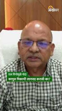 Cotton Sowing: एल निनोमध्ये कापूस पिकाची लागवड करताना कोणत्या गोष्टी लक्षात घ्यावात? | Agrowon