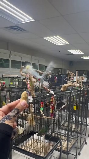 Explore Exotic Pets in Toronto: Parrots and More