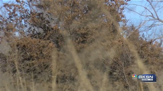 The tree to watch out for come Kansas peak wildfire season