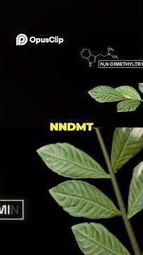 DMT Explained in 60 Seconds: The Most Powerful Psychedelic on Earth! (Part 4)