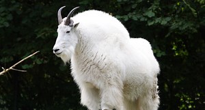 Pope & Young Certifies New World Record Rocky Mountain Goat