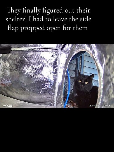 Itty-Bitty & Amelie 🐾