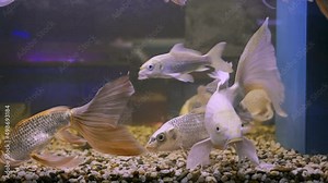Piranha swims in a bubbling aquarium