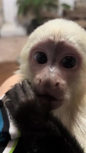 monkeys for adoption (@monkeys155)’s videos with original sound - monkeys for adoption