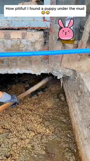 Puppy Rescue: Heartwarming Stories of Saving Lives