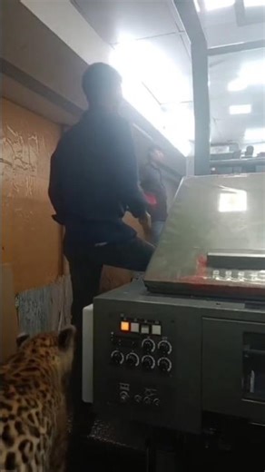 ek Sher ne do Insan ko 🐆 #quran #quranmakeed