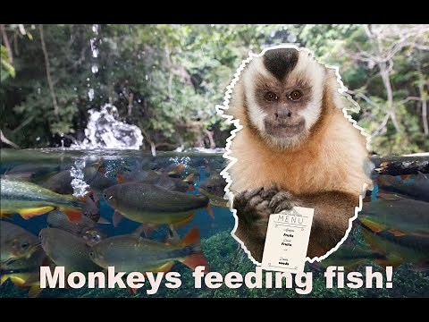 MONKEYS feeding FISH in nature!