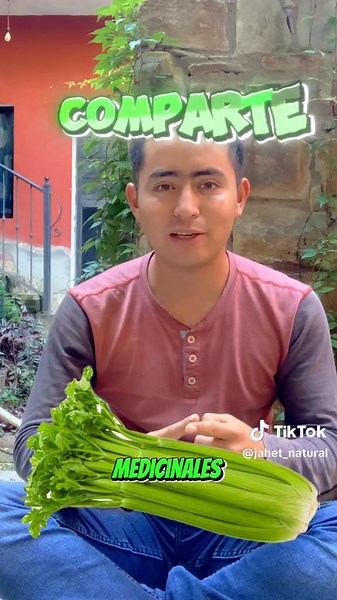 Nombre científico: Apium graveolens L.Nombre común: #Apio🌿🌿🌿🌿Parte utilizada: toda la planta.🌱🌱🌱Formas de uso: cocimiento, infusión. Se emplea para: #ActivarLaCirculación y como #TónicoHepático #tipssaludables #Mundonatural