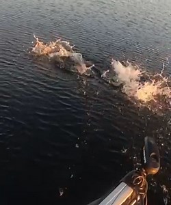 Check this out one of the most athletic muskies I have seen. This is a butt clinching moment! Musky Guarantee Guide Service LLC I you have any cool footage you want showcased on the page send it to battlethebeast@gmail.com. #muskyhunter #fishing #musky #muskie #outdoors #gonorth #lakelife #lakes #rivers #magazine #pike #esox #stealthtackle #battlethebeast #thornebros #muskymayhemtackle #muskyinnovations #driftertackle #bandncustoms #shimanousa #muskyhuntermagazine #muskyfishing #lakes #lake #riv