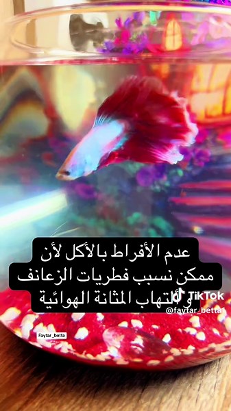 إرشادات لتربية سمك الفايتر بنجاح