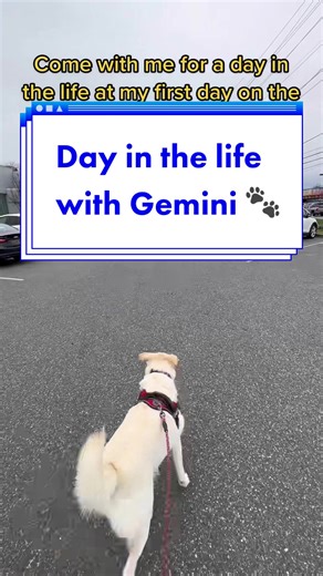 Meet Gemini 🐾 Our favorite four legged employee! And yes, if youre wondering, we are a dog friendly dealership so bring your pets in next time you visit! #dog #dogs #dogvideos #vlog #dogdayinthelife