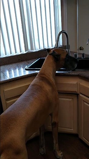 Cash 2.0 Great Dane drinking from the kitchen sink.