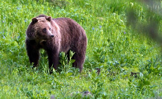Wildly rare video shows Yellowstone bear join in wolf hunt u2014 and steal food in 'kleptoparasitic' drama