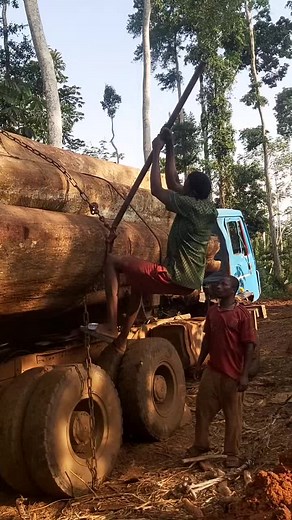 Loading Heavy Logs onto a Blue Truck in Forest