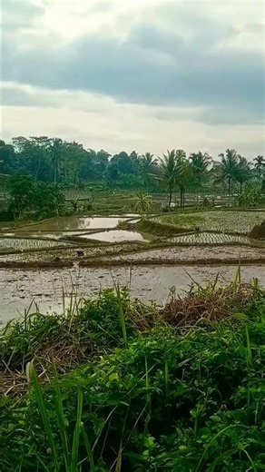 Suasana pagi para petani sedang beraktivitas #lagu sunda #pop sunda #musik sunda