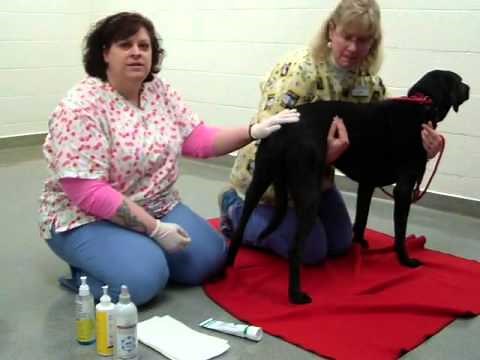 How to Express a Dog's Anal Glands