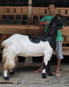 6.6K views · 105 reactions | Kambing etawa Super tinggi 90cm keadaan...