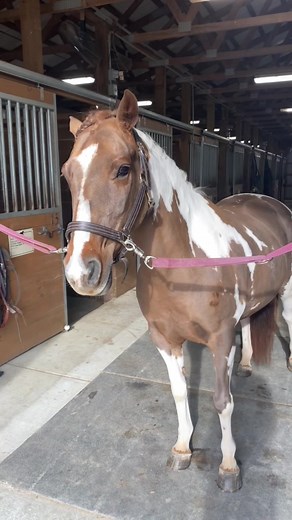 Pinto Pony Dressage - A Unique Equestrian Experience