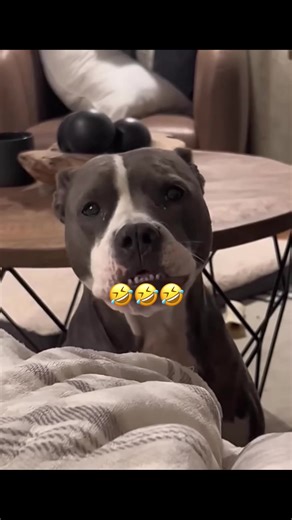 Funny Talking Animals Voiceover Compilation