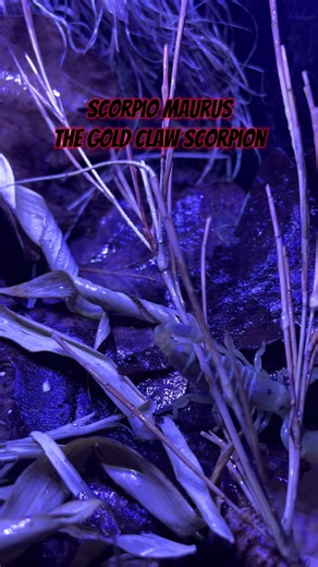The gold claw scorpion - scorpio maurus, amazing Middle Eastern species of scorpion #fyp #shirleyaquaticsreptiles #reptile #arachnid #scorpion