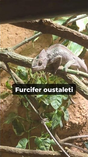 The Largest Species Collection of Chameleons? 🦎