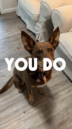 You do the cuddles, chaos and zoomies, we do the worming 🐾 Your dog can pick up intestinal worms from everyday pet-life, but Drontal protects them with broad-spectrum intestinal worming for 3 months. Trusted by vets for over 30 years. | Drontal Australia