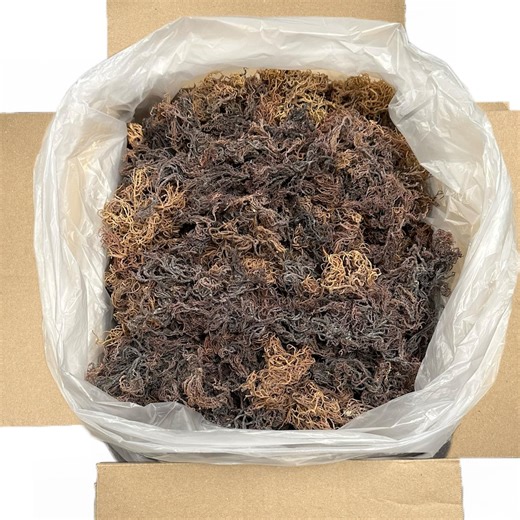 Wildcrafted Sea Moss – Full Spectrum, Non-gmo - Etsy