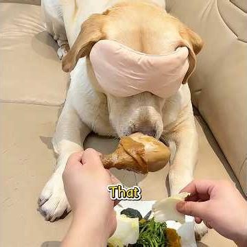 Have You Ever Seen Such a Greedy Dog?#funny #pets #shuorts
