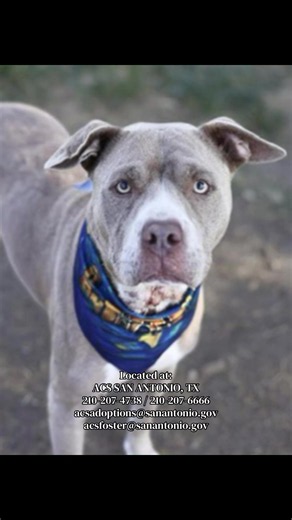 📣 UPDATE: WITH A FOSTER! 🐾🆘 FINAL CALL!! TOMORROW WILL BE HER LAST DAY! SHE WILL GET NO EXTENSION AND NEEDS A FOSTER OR ADOPTER NOW ‼️CAROLINE MAY #A822887 WILL LOSE HER LIFE ON SUNDAY 9/13/26 AT 4.30 PM!!‼️WHO CAN PLEASE STEP UP FOR HER? 🆘🐾 This sweet girl is just 5 years old, which is far too young for her story to end 💔 She should be running, playing, feeling the warmth of a home, and discovering what it means to be loved. Instead, she finds herself on the EUTHANASIA LIST, waiting for h
