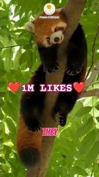 Baby Red Panda Cuteness Overload❤️ #animals #redpanda #cute