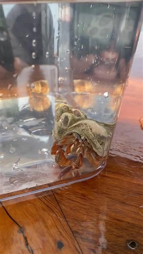 Very cool hermit crab in a welk shell! | Jolly Breeze Whale Adventures
