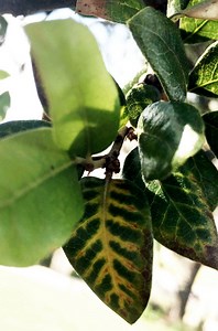 What is oak wilt? Texas experts warn against trimming, pruning to avoid deadly tree disease