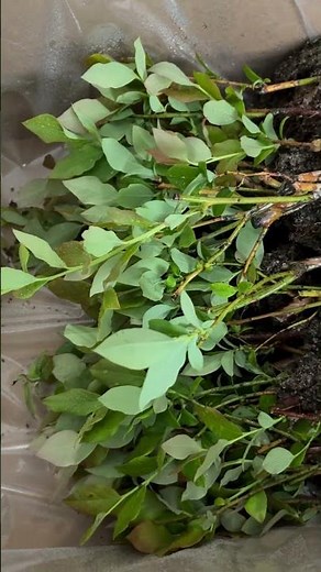 Small starter blueberry plants. Pot them up first and grow into large organic blueberry bushes.￼