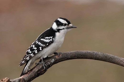 9 Woodpeckers in Maine (Pictures, ID Guide, and Common Locations)