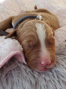 Charmello pups | Gooseberry Labradoodles